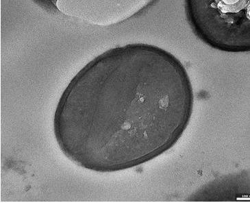 Scanning electron microscopy of an intact MRSA (S. aureus) bacterium with a smooth, continuous cell wall.