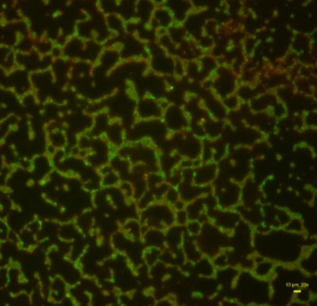 Fluorescence microscopy of a P. aeruginosa biofilm after PHMB.